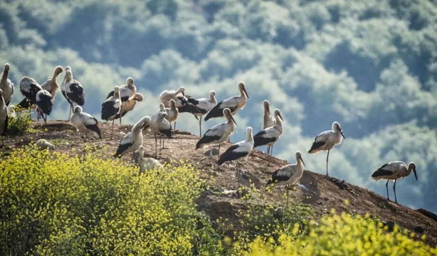 Kızılırmak Deltası’nda Göç Mevsimi: Kuş Gözlemi Nasıl Yapılır?