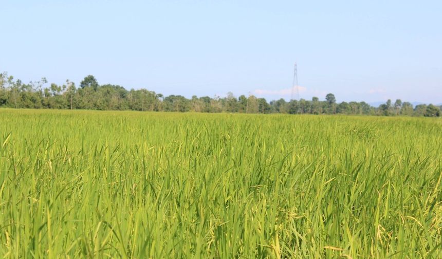 Terme Pirinç Tarlaları ve Amazon Kadınları Efsanesi