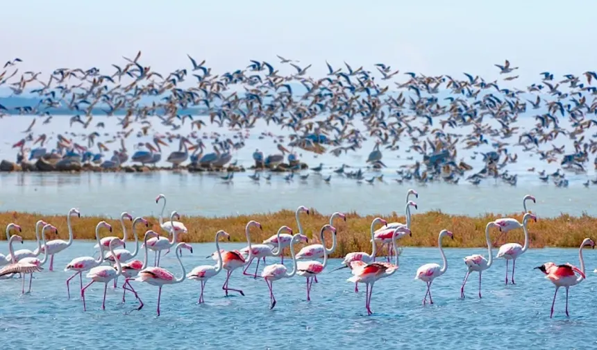 19 Mayıs İlçesi’nde Kuş Gözlemciliği ve Kızılırmak Deltası Deneyimi