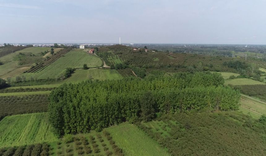 Çarşamba Ovası: Yeşilin ve Bereketin Merkezi