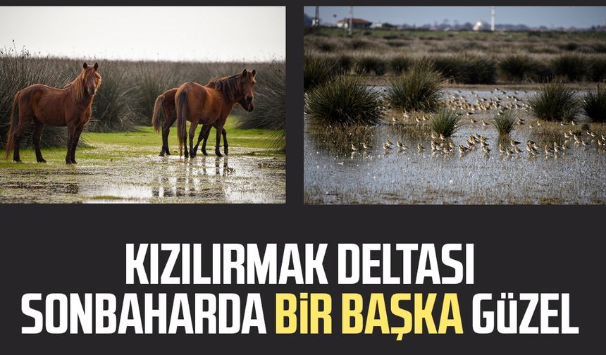 Kızılırmak Deltası sonbaharda bir başka güzel