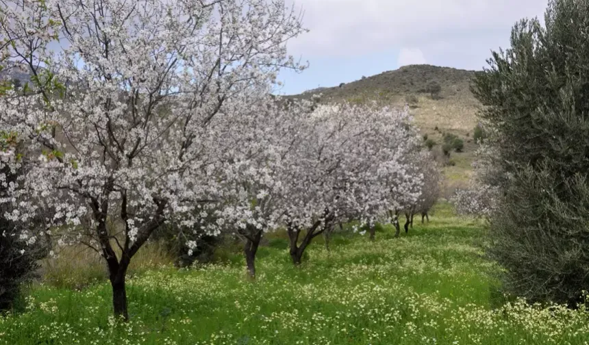 Samsun’da Bahar Aylarında Açan En Güzel Çiçek Rotaları