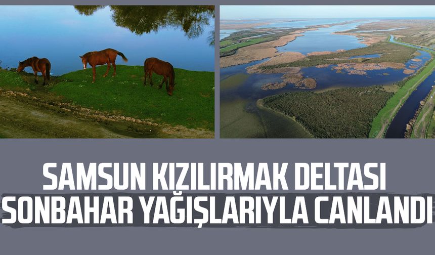 Samsun Kızılırmak Deltası sonbahar yağışlarıyla canlandı