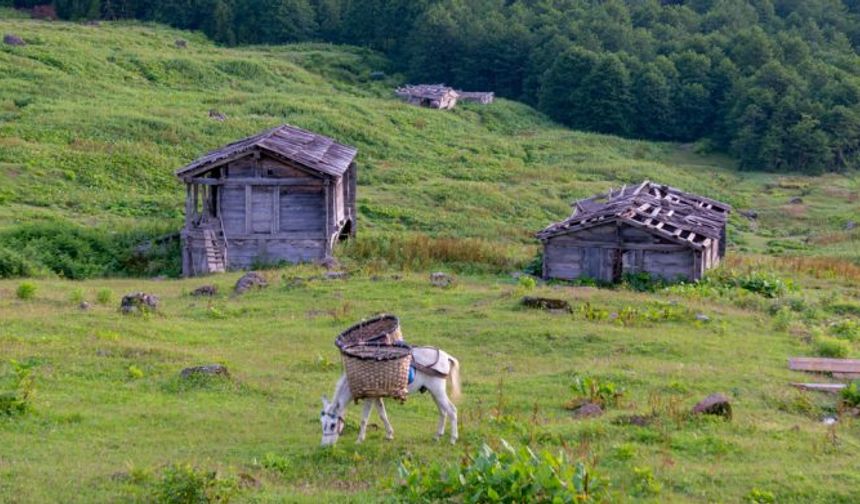 Yayla Kültürü ve Doğayla İç İçe Köy Yaşamı