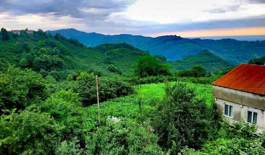 Salıpazarı İlçesi Hakkında Genel Bilgiler