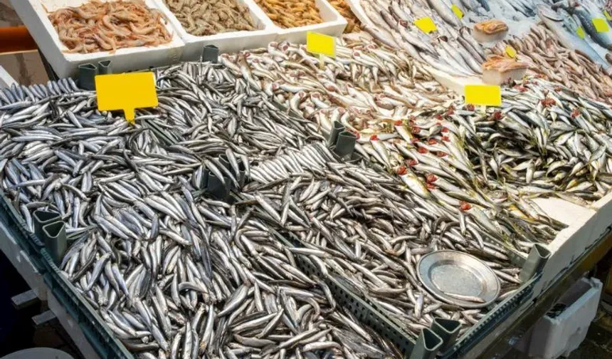 Samsun’da Balık Mevsimleri ve Mutfak Kültürü