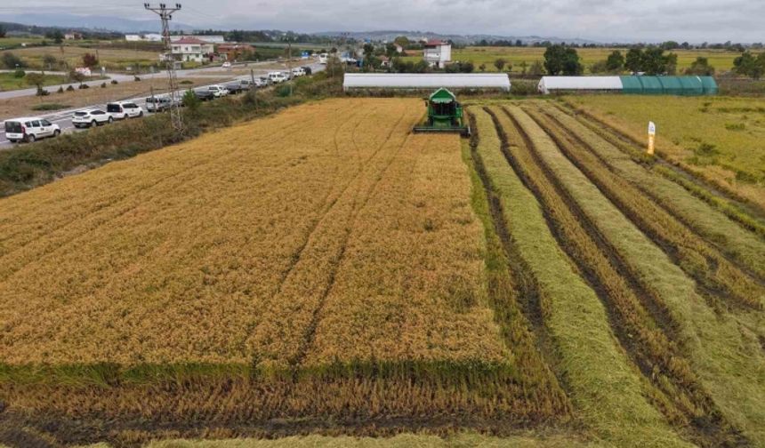Bafra Ovası’nın Bölge Yaşamına Sağladığı Zenginlik