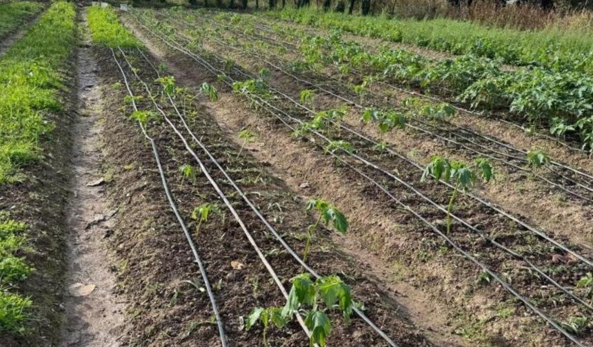 Çarşamba İlçesi ve Ovası Hakkında Genel Bilgiler