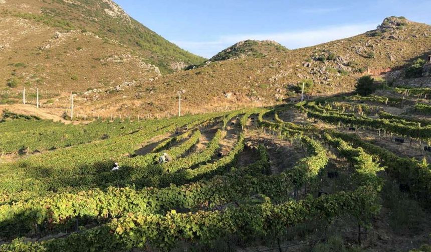 Asarcık İlçesi Tanıtımı: Kırsal Yaşam ve Tarım