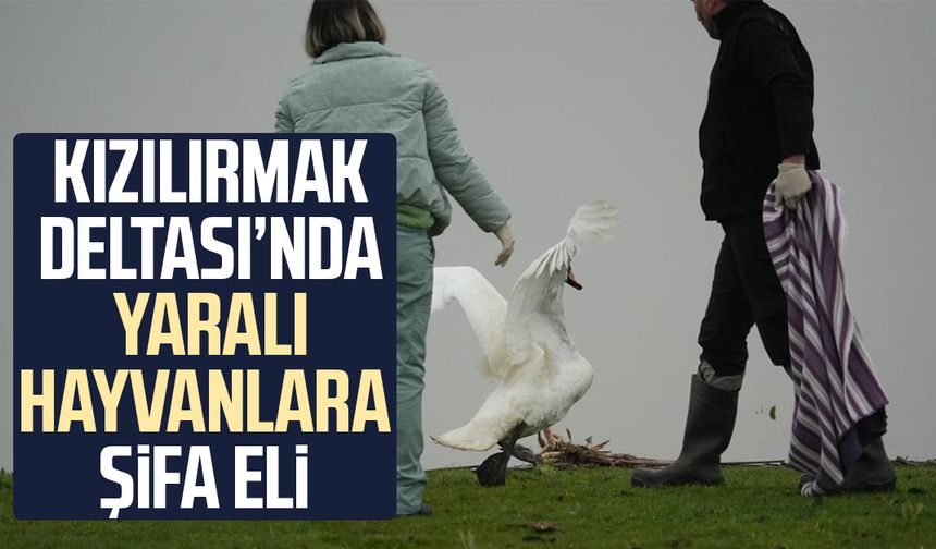 Kızılırmak Deltası’nda yaralı hayvanlara şifa eli - samsungazetesi.com