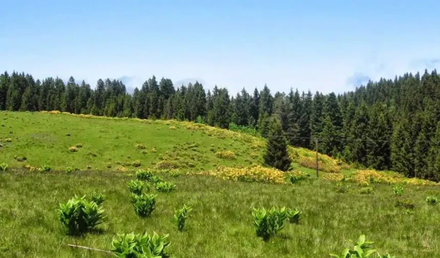 Ladik’in Yayla Kültürünün Geleneksel Yaşam Biçimine Katkısı