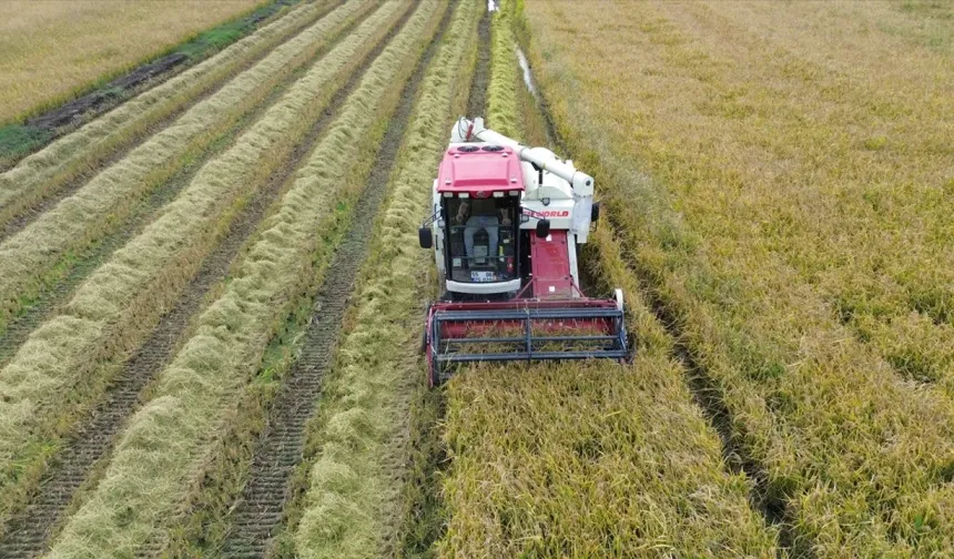 Bafra Ovası’nın Yüzyıllardır Süren Tarımsal Düzeni