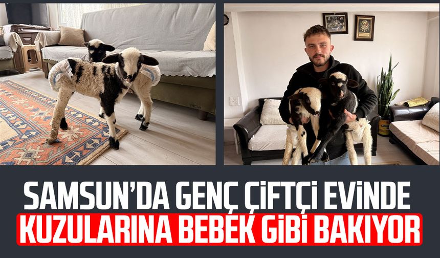 Samsun’da genç çiftçi evinde kuzularına bebek gibi bakıyor