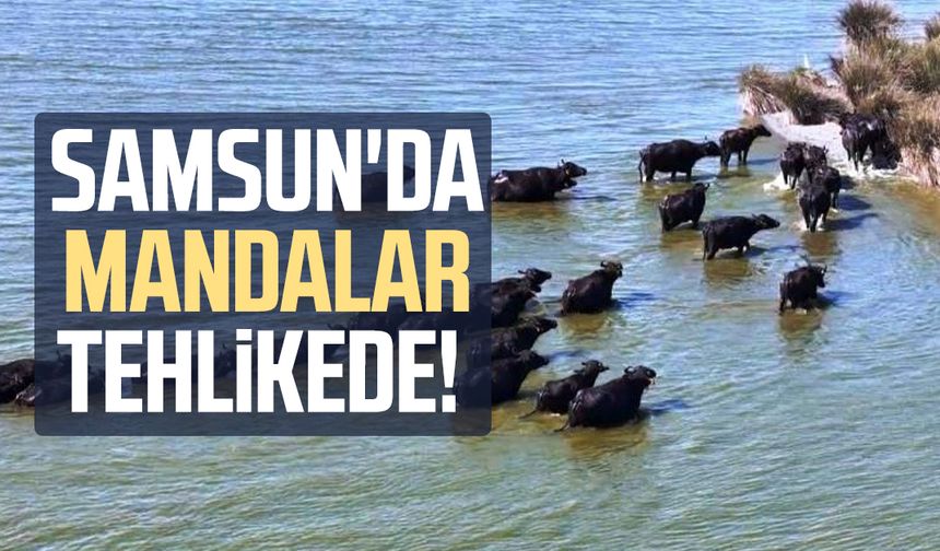 Samsun'da mandalar tehlikede! - samsungazetesi.com