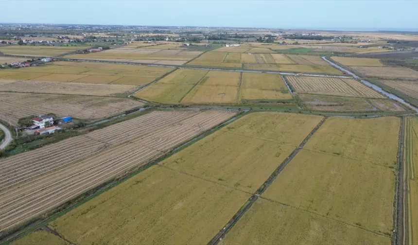 Bafra’da Ova Kültürünün İlçe Yaşamını Belirlemesi