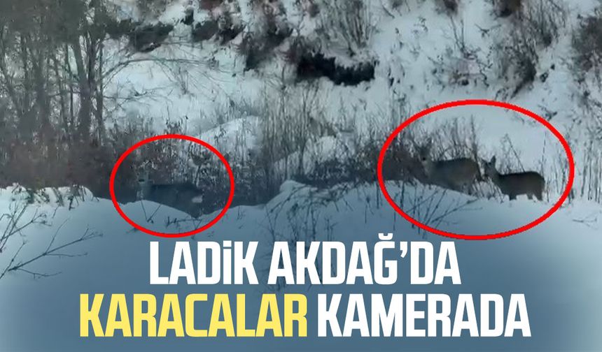 Ladik Akdağ’da karacalar kamerada