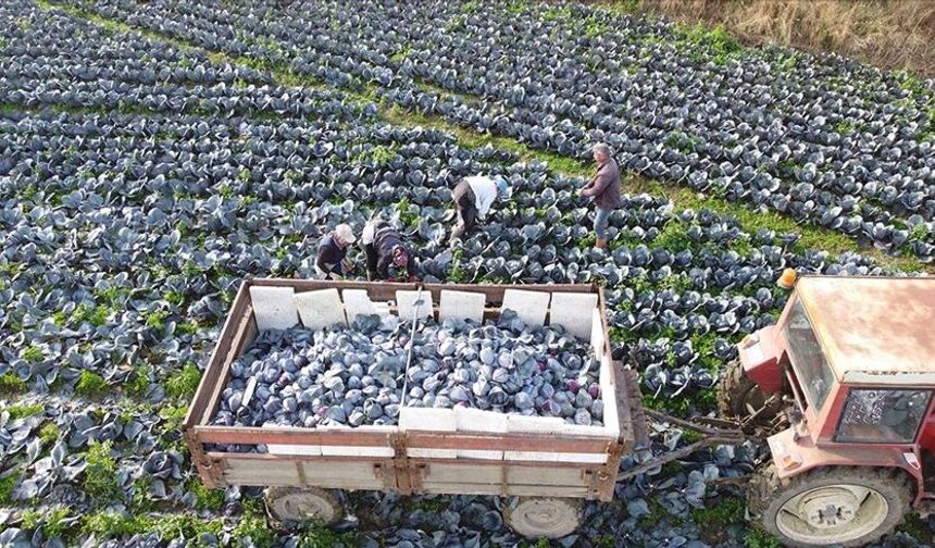 Bafra’da Mevsimlik Tarım Takvimi - samsungazetesi.com