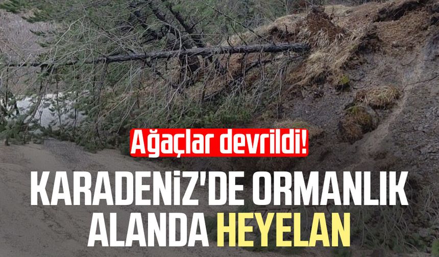 Karadeniz'de ormanlık alanda heyelan: Ağaçlar devrildi!