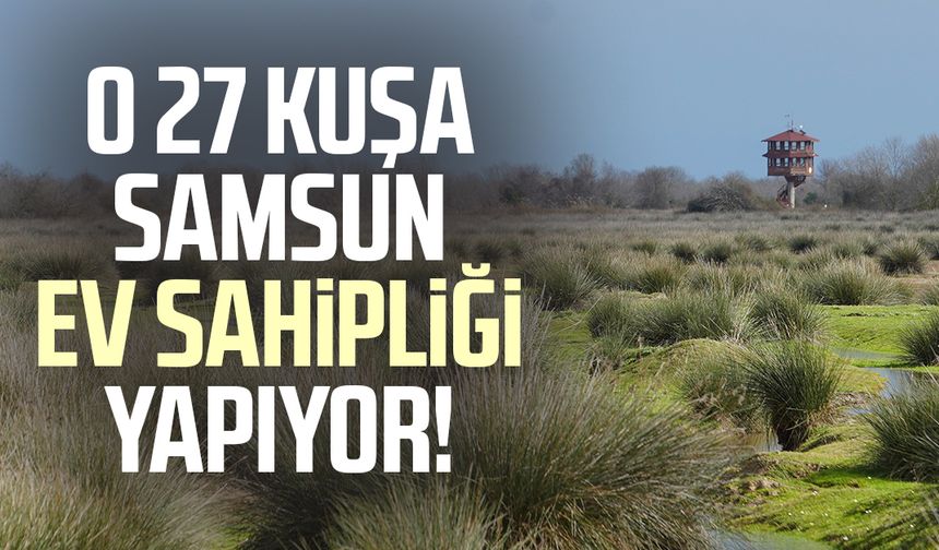 O 27 kuşa Samsun ev sahipliği yapıyor!