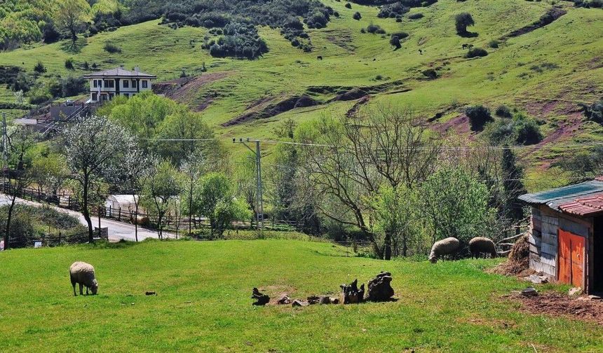 Salıpazarı’nda Kırsal Yaşamın Doğal Akışı