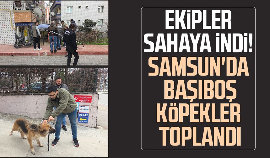 Ekipler sahaya indi! Samsun'da başıboş köpekler toplandı