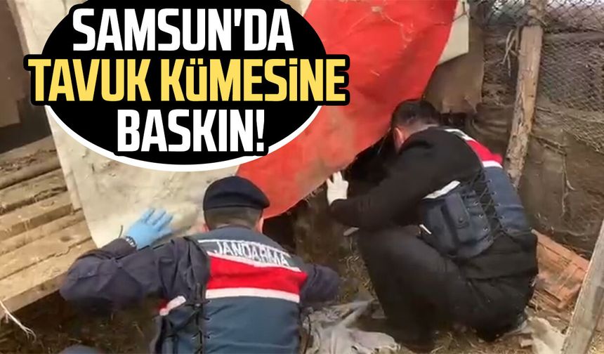 Samsun'da tavuk kümesine baskın! 2 gözaltı - samsungazetesi.com