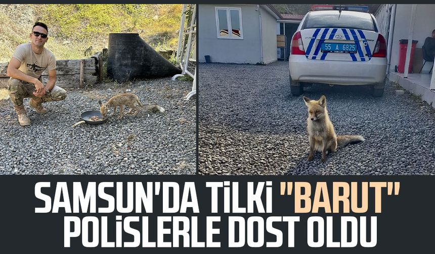 Samsun'da tilki "Barut" polislerle dost oldu