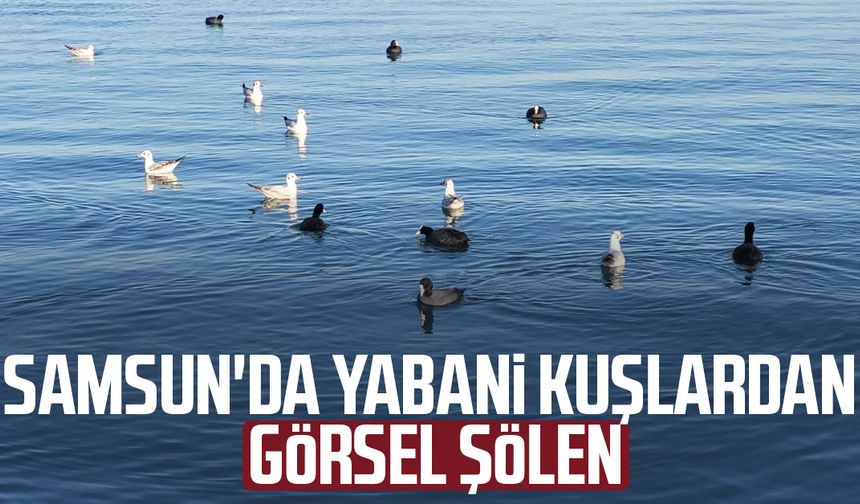 Samsun'da yabani kuşlardan görsel şölen