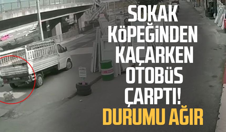 Sokak köpeğinden kaçarken otobüs çarptı! Durumu ağır
