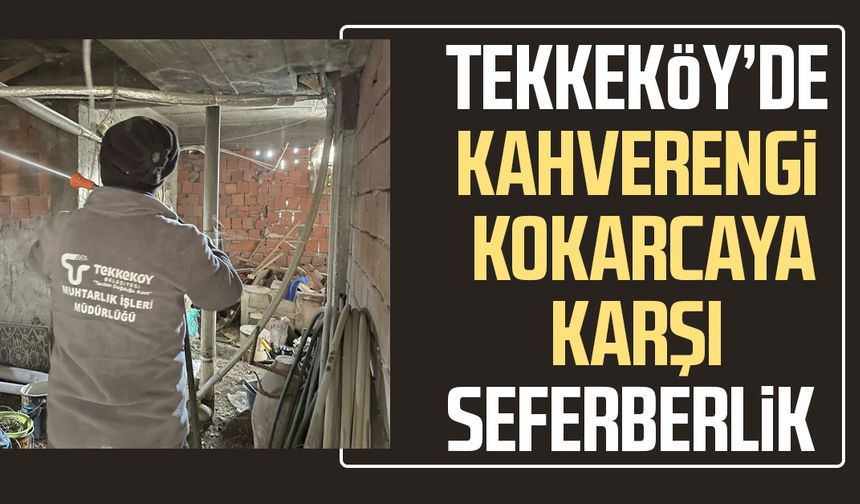 Tekkeköy’de kahverengi kokarcaya karşı seferberlik