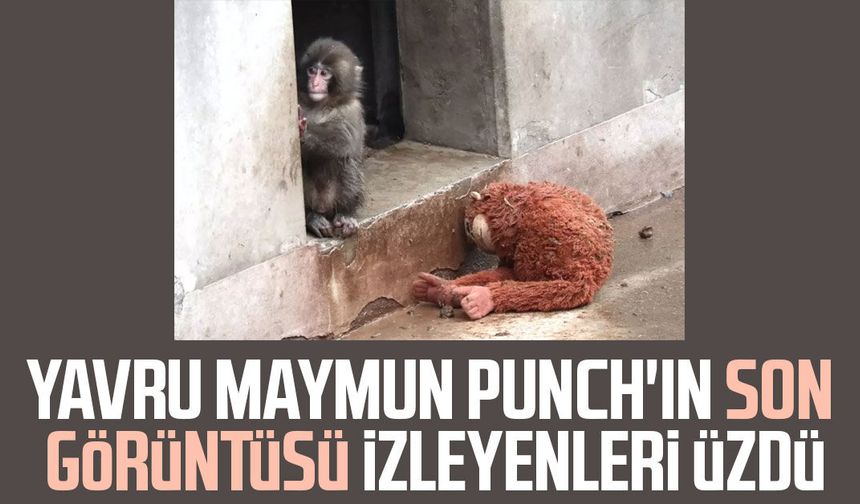Yavru maymun Punch'ın son görüntüsü izleyenleri üzdü