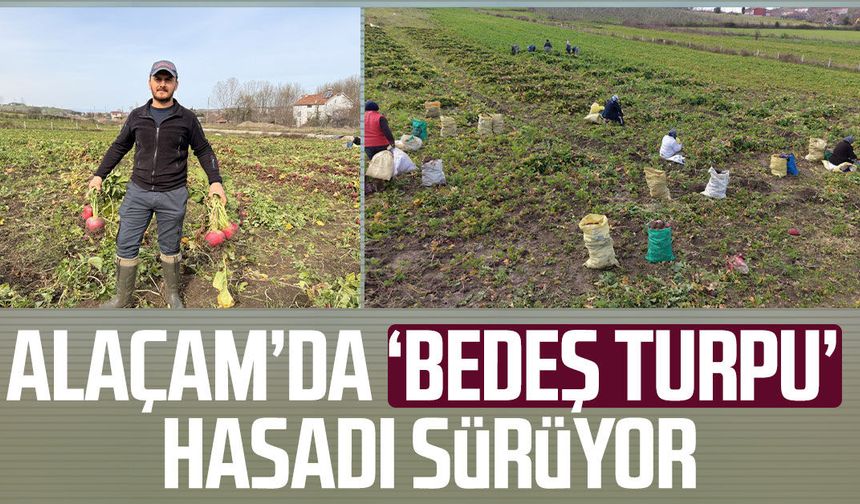 Alaçam’da ‘Bedeş turpu’ hasadı sürüyor