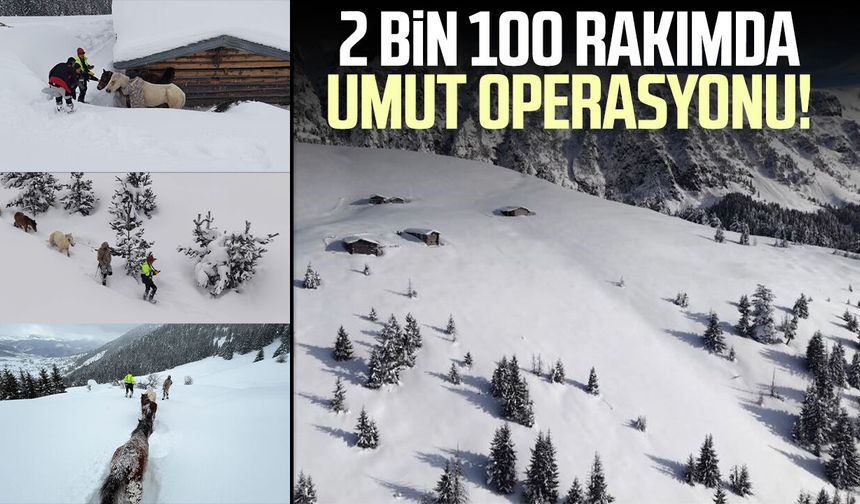Artvin'de 2 bin 100 rakımda umut operasyonu!
