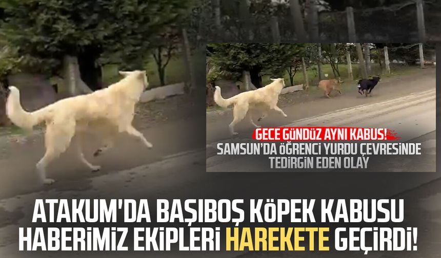 Atakum'da başıboş köpek kabusu haberimiz ekipleri harekete geçirdi!