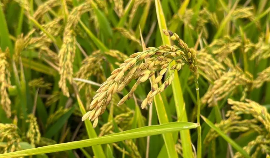 Bafra’da Çeltik Tarlalarından Sofralara Yolculuk
