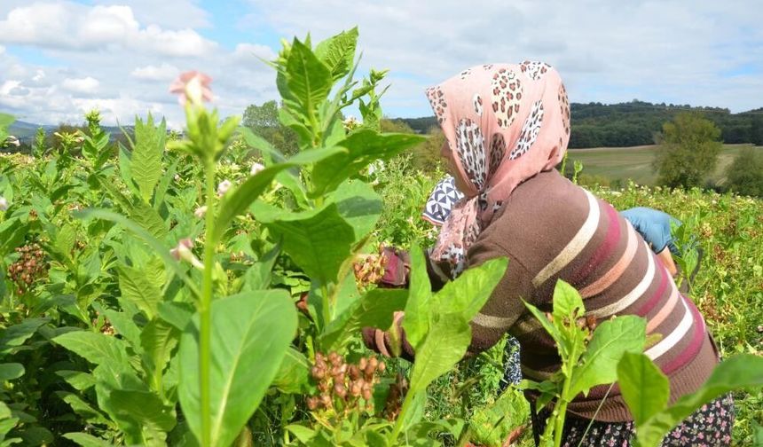 Bafra’da Tarım Kültürü ve Kırsal Yaşam Deneyimi