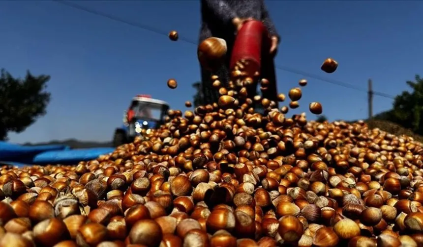 Çarşamba’da Fındık ve Tarımsal Gelir Yapısı