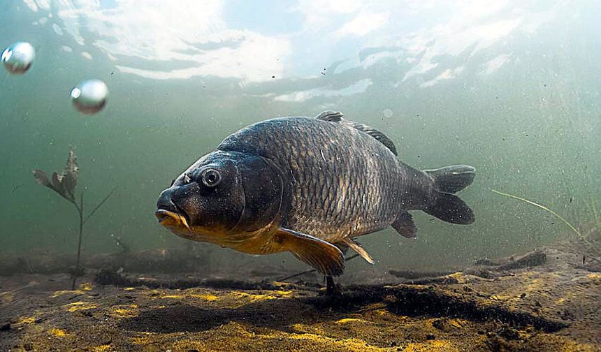 Ladik’te Göl Ürünleriyle Yöresel Tarifler