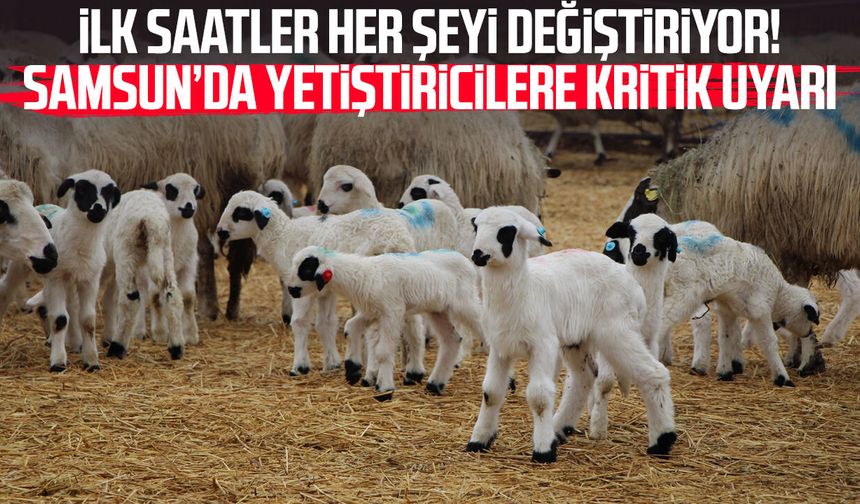İlk saatler her şeyi değiştiriyor! Samsun’da yetiştiricilere kritik uyarı