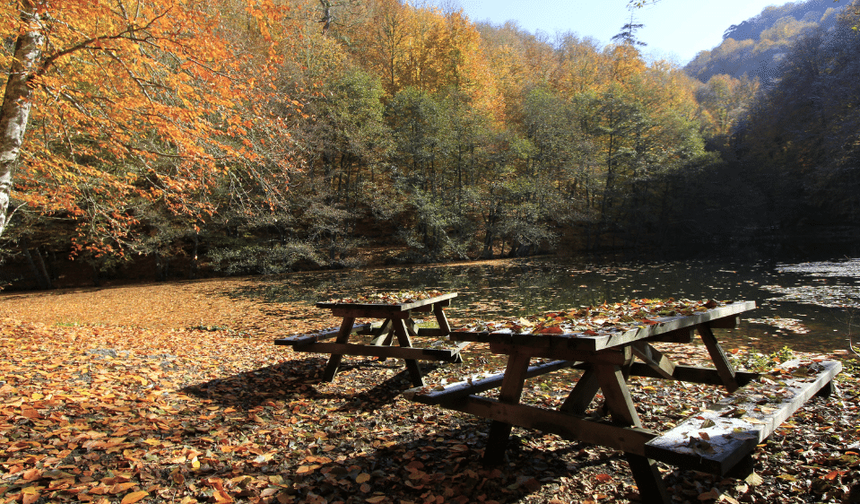 Kavak’ta Orman İçinde Hafta Sonu Kaçamakları