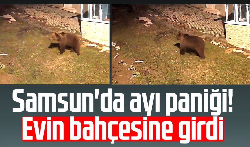Samsun'da ayı paniği! Evin bahçesine girdi