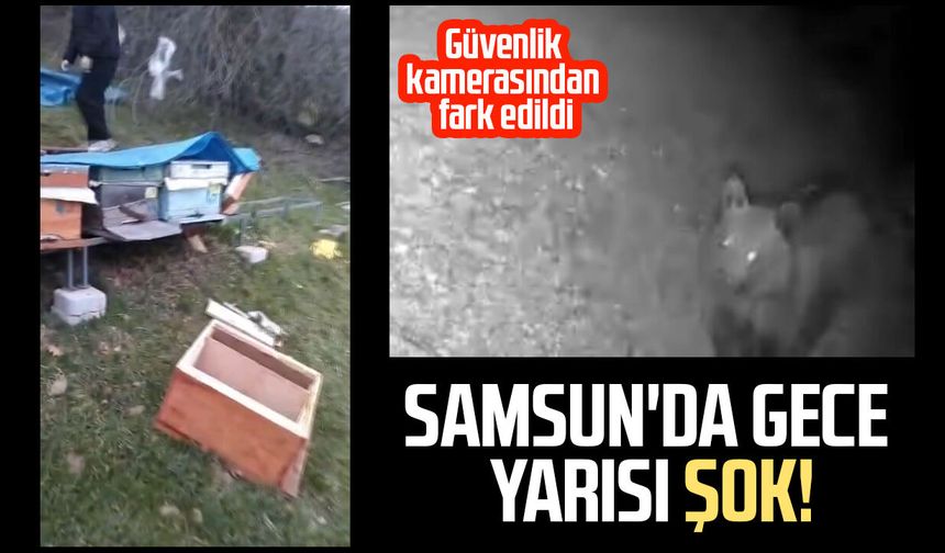 Samsun'da gece yarısı ayı şoku!