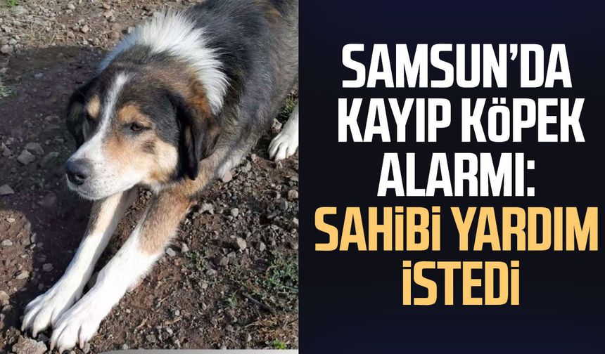 Samsun’da kayıp köpek alarmı: Sahibi yardım istedi