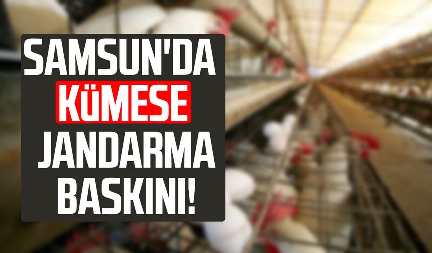 Samsun'da kümese jandarma baskını!