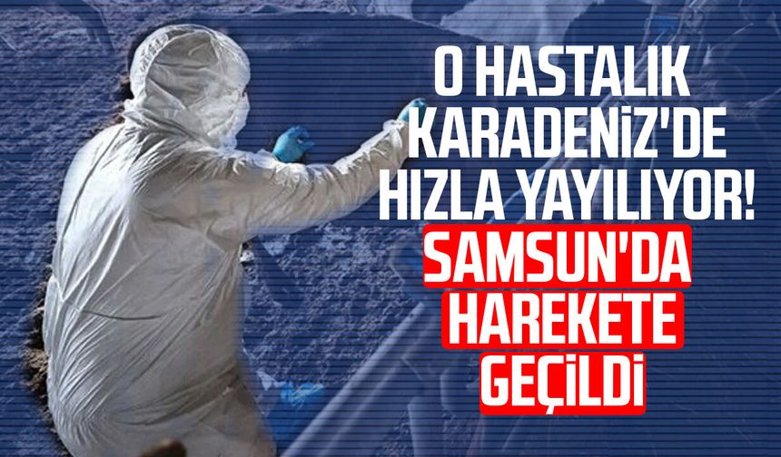 O hastalık Karadeniz'de hızla yayılıyor! Samsun'da harekete geçildi