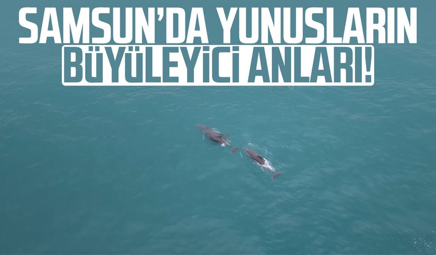 Samsun’da yunusların büyüleyici anları!