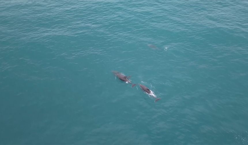 Samsun’da yunusların büyüleyici anları!