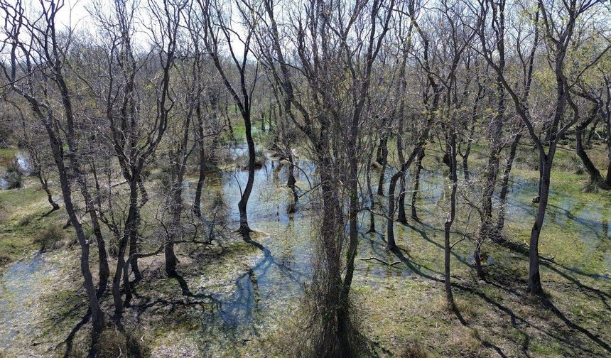 Samsun’da “yüzen ağaçlar” dikkat çekiyor