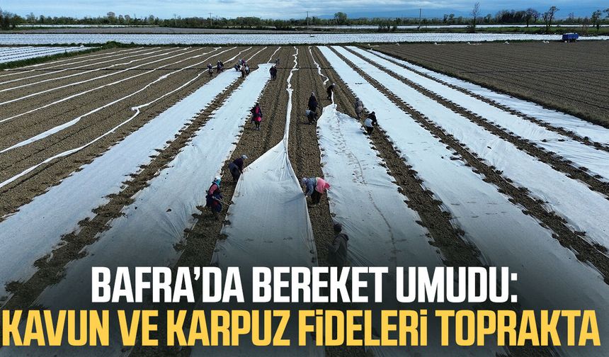 Bafra’da bereket umudu: Kavun ve karpuz fideleri toprakta