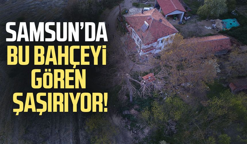 Samsun'da bu bahçeyi gören şaşırıyor! 24 leylek yaşıyor